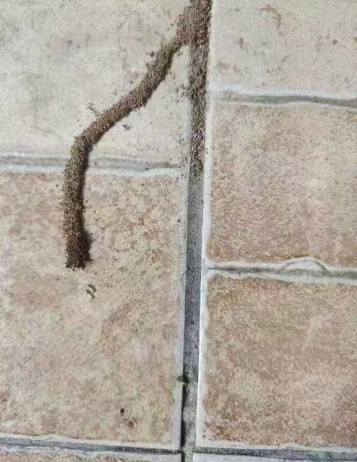 瓷砖下的白蚁痕迹